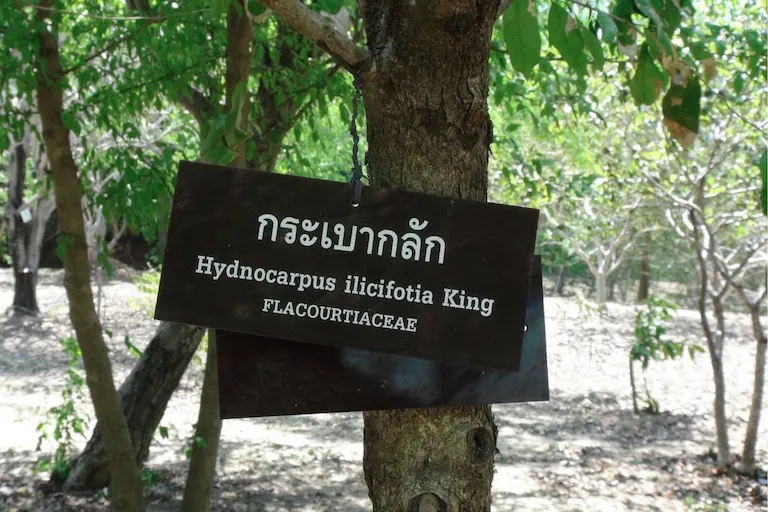 thai-marine-islands-botanical-garden