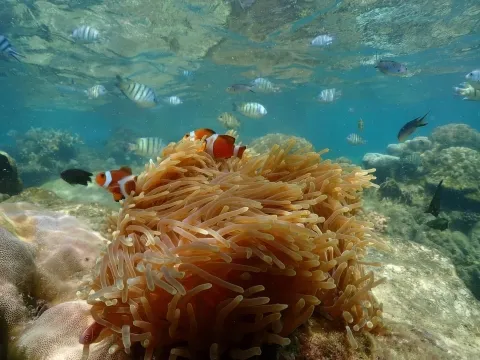 nemo-at-koh-samaesarn