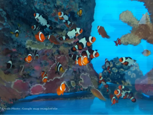 เพอคูล่าฟาร์ม-blog-ที่เที่ยวแสมสาร-2