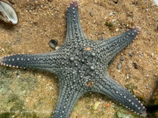 เพอคูล่าฟาร์ม-blog-ที่เที่ยวแสมสาร-3